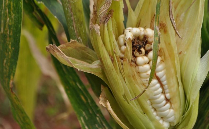 Кукурудза уражена дротяником