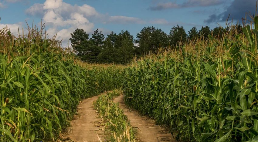 Кукурудзяне поле