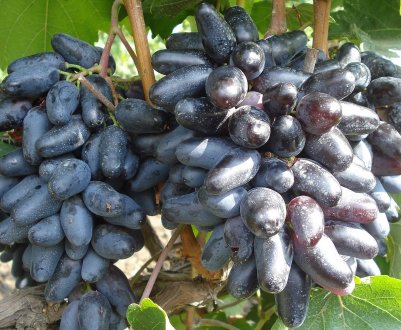 Сорт винограду Джованні