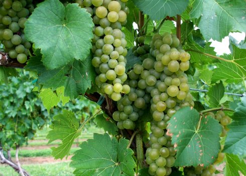 Сорт винограду Дружба