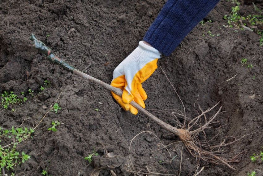 Посадка саджанців