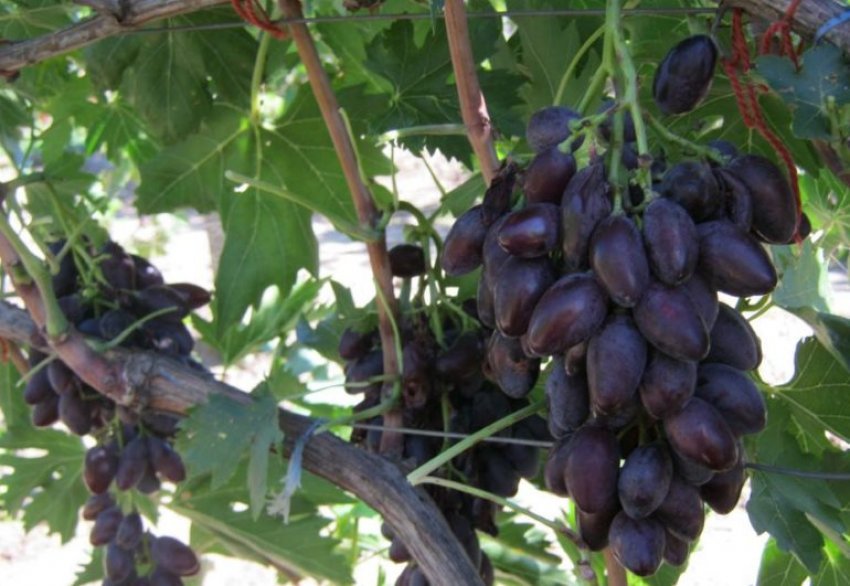 Переваги сорту джованні