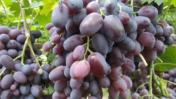 Виноград фуршетный описание сорта особенности выращивания