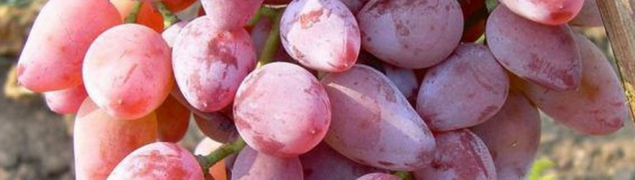 Сорт винограда Тимур (розовый), описание и фото