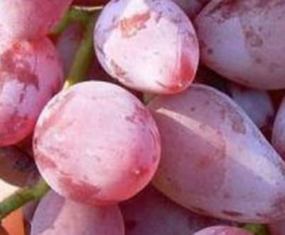 Сорт винограду Тимур (рожевий), опис та фото