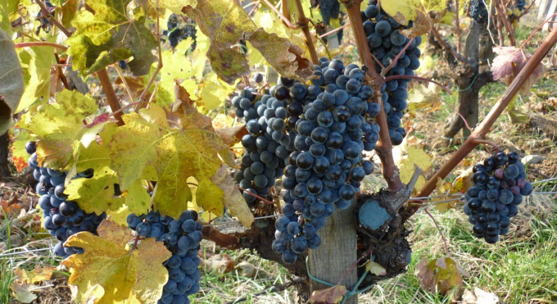 Виноград Каберне Совиньон: описание сорта, характеристика, выращивание и отзывы