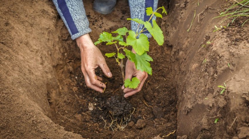 Висадка саджанців Висадка саджанців