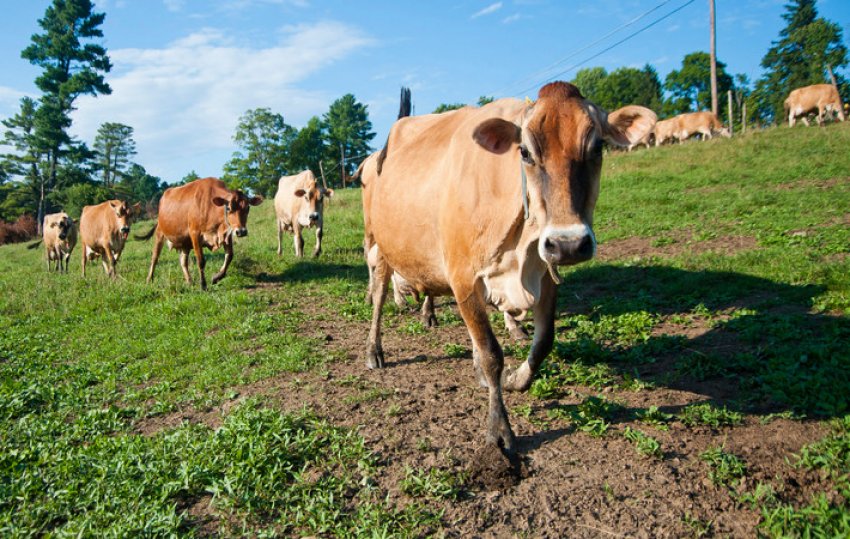 Джерсейська порода корів Джерсейська порода корів