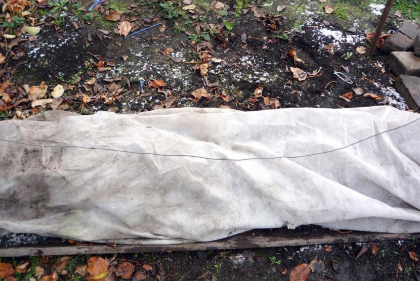 Укриття винограду Укриття винограду