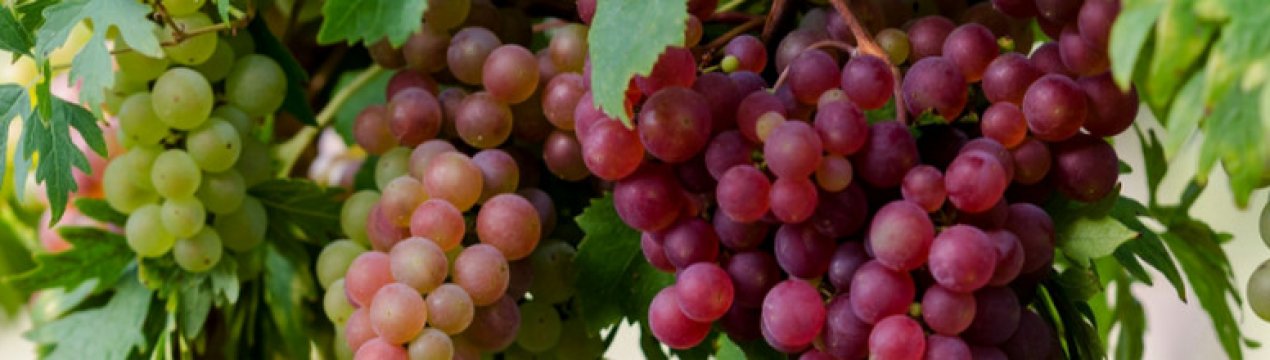 Виноград в теплице: посадка, выращивание и уход