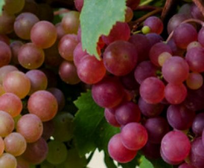 Виноград в теплиці: посадка, вирощування і догляд