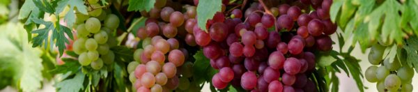 Виноград в теплице технология выращивания своими руками подробная инструкция и советы схемы посадки