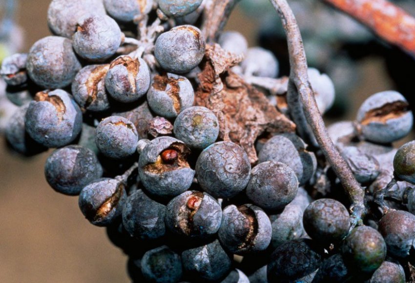 Оїдіум Оїдіум