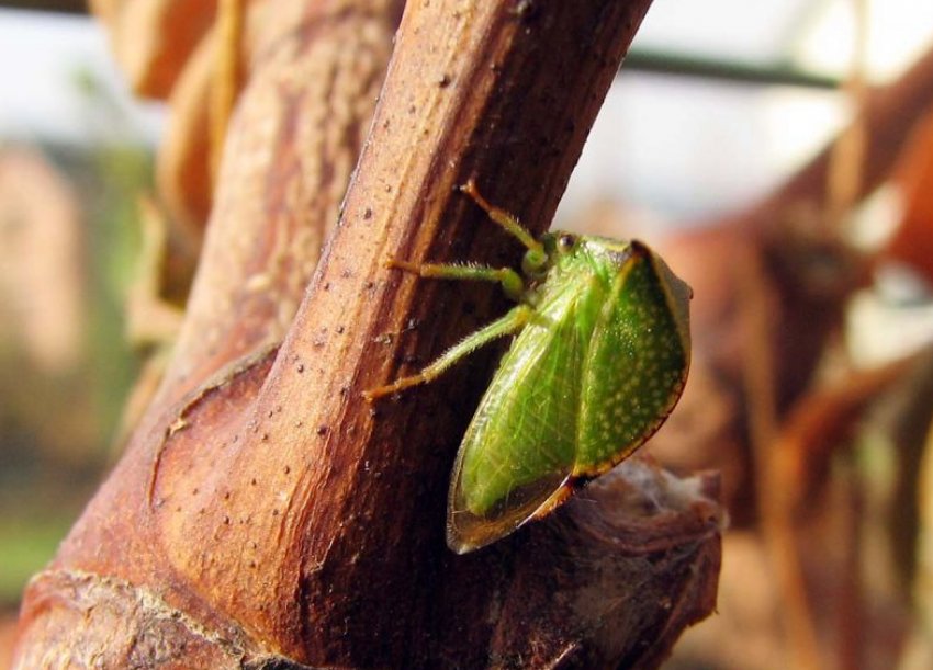 Цикадка Цикадка
