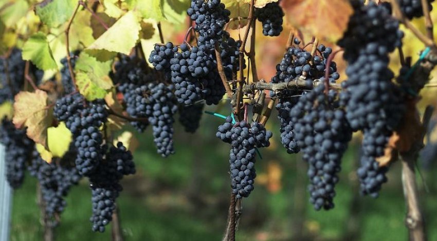 Каберне Юра Каберне Юра