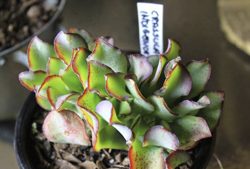 Крассула деревоподібна