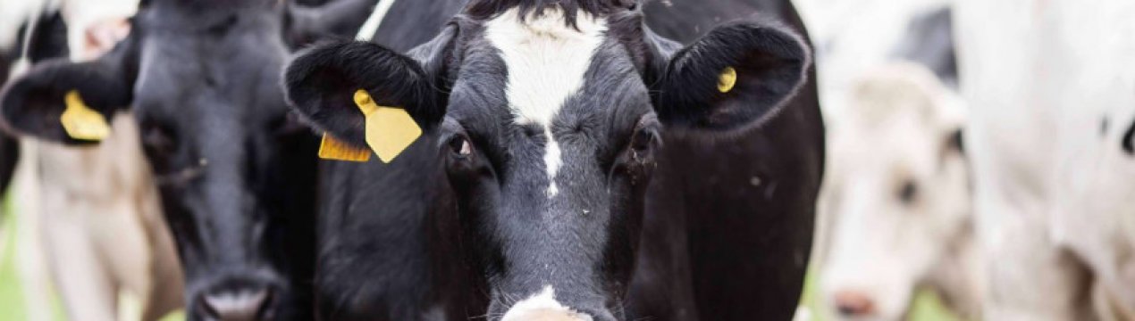 Особливості утримання та годівлі корів у сухостійний період