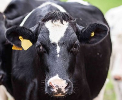 Особливості утримання та годівлі корів у сухостійний період