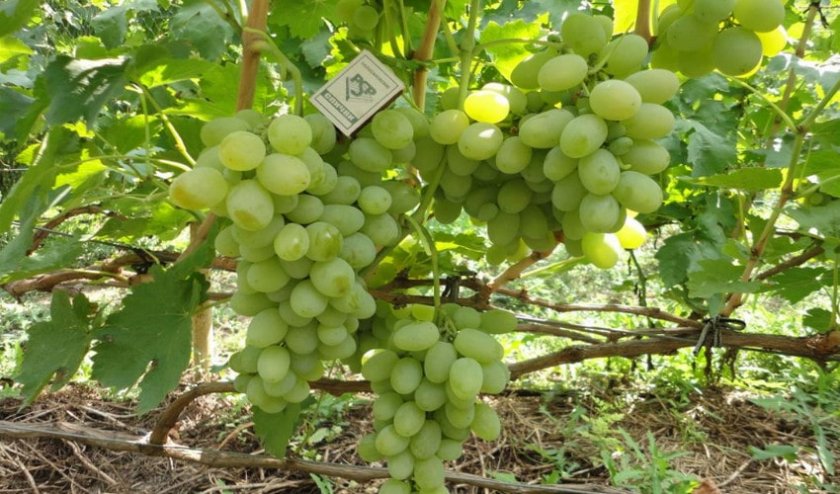 Можно ли выращивать виноград в теплице с помидорами?