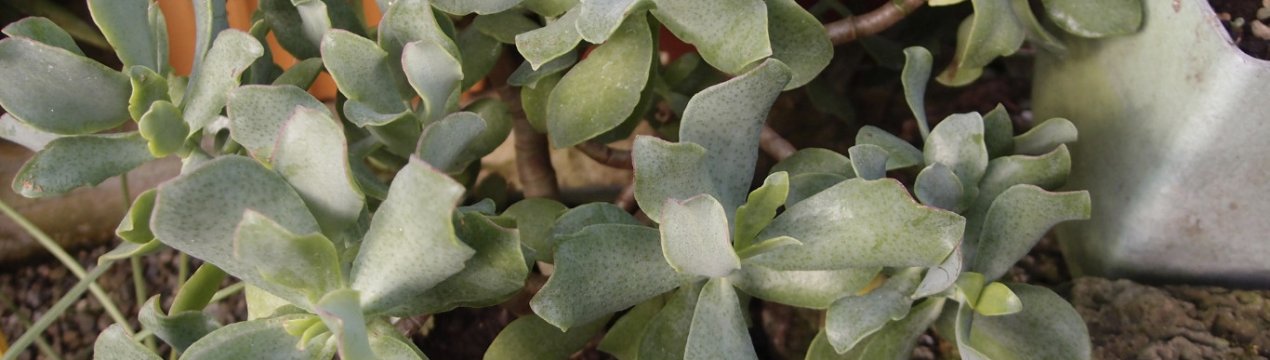 Товстянка деревоподібна: догляд в домашніх умовах