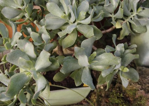 Товстянка деревоподібна: догляд в домашніх умовах