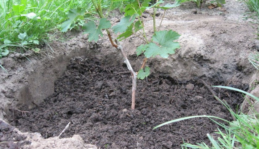 Выращиваем виноград из косточки в домашних условиях