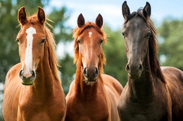 Мыт лошадей возбудитель и симптомы методы лечения и профилактика