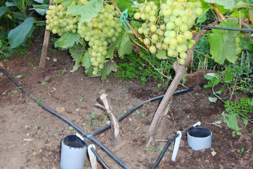Виноград Шардоне Описание Сорта Фото Виноград Шардоне Описание Сорта Фото