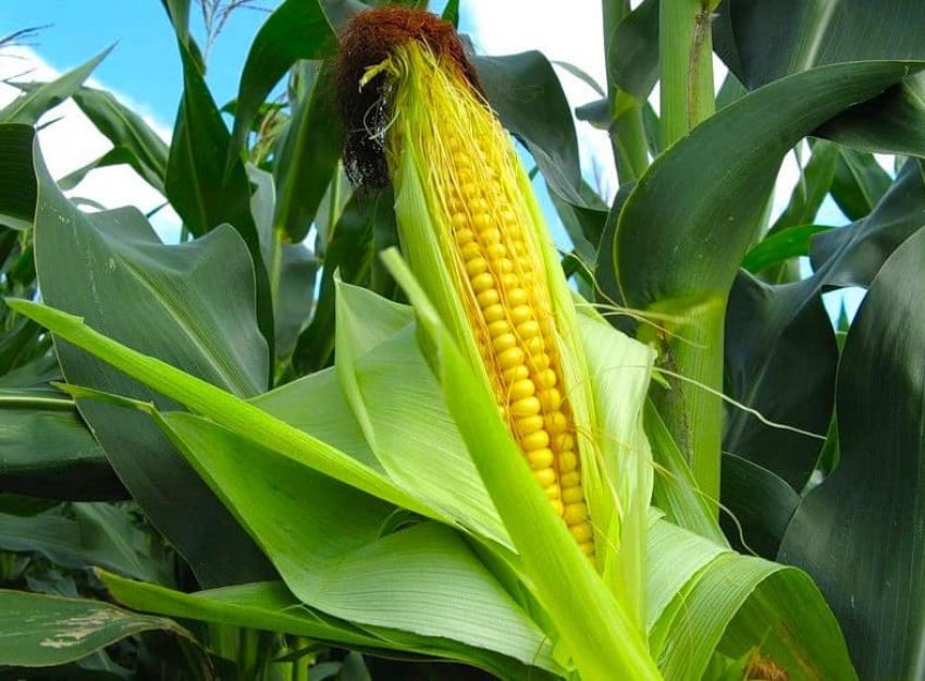 Кукурудза сорту амарос