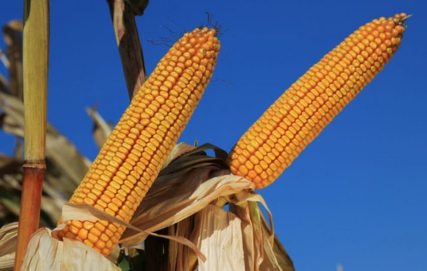 Кукурудза сорту карифолс