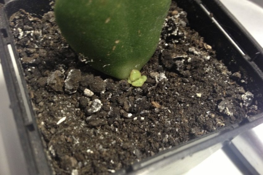 Укорінення листа