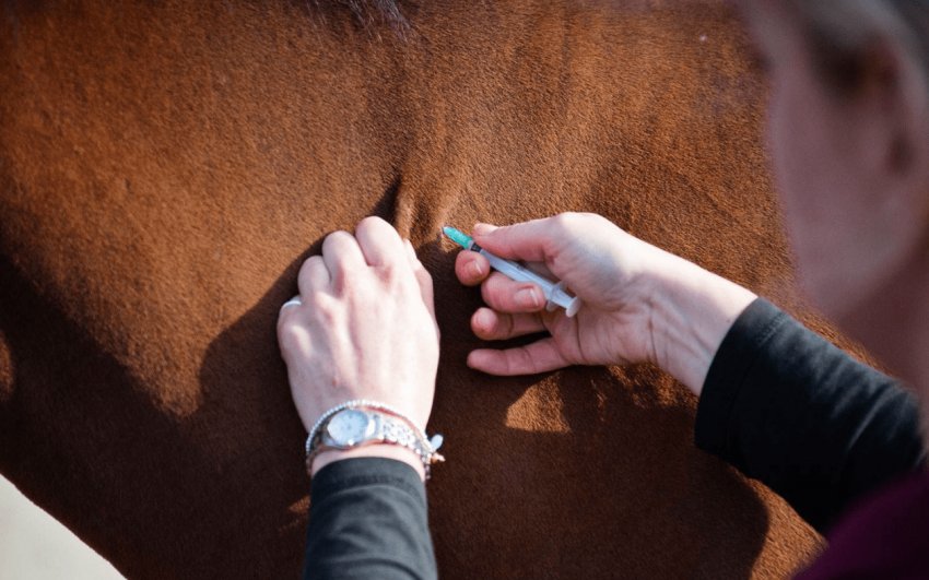 Вакцинація проти ринопневмонії