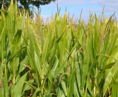 Технологія вирощування кукурудзи на силос і строки збирання врожаю