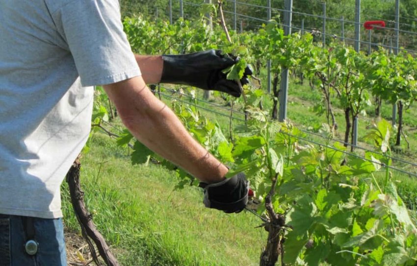 Обрізування куща винограду влітку