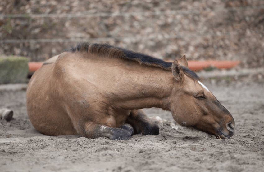 Інфекційна анемія