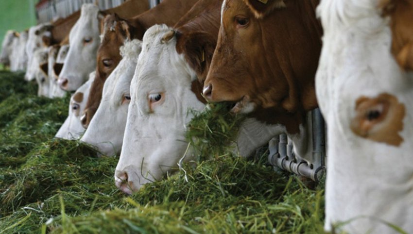 Харчування