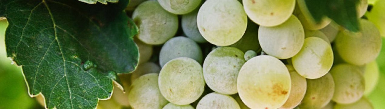Чим обробити і як боротися з мілдью на винограді?
