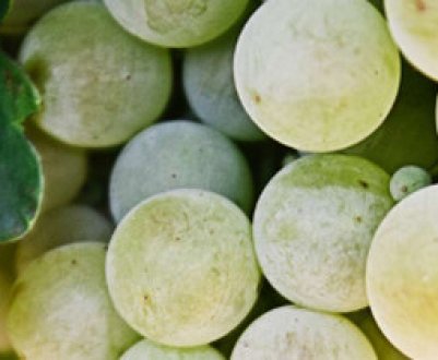 Чим обробити і як боротися з мілдью на винограді?