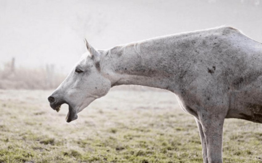 Кашель у коня