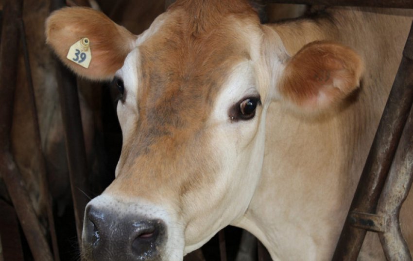 Джерсейська порода корів Джерсейська порода корів