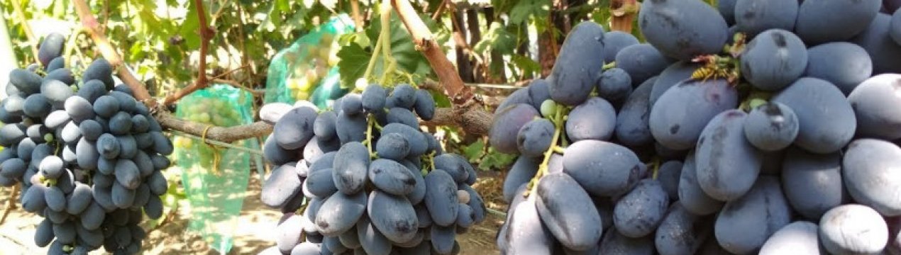 Виноград Велика: опис і особливості догляду за сортом
