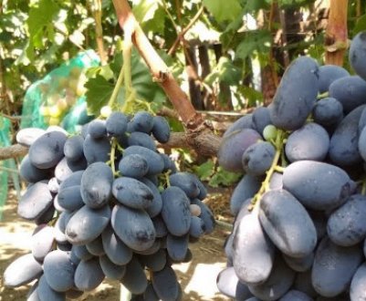 Виноград Велика: опис і особливості догляду за сортом