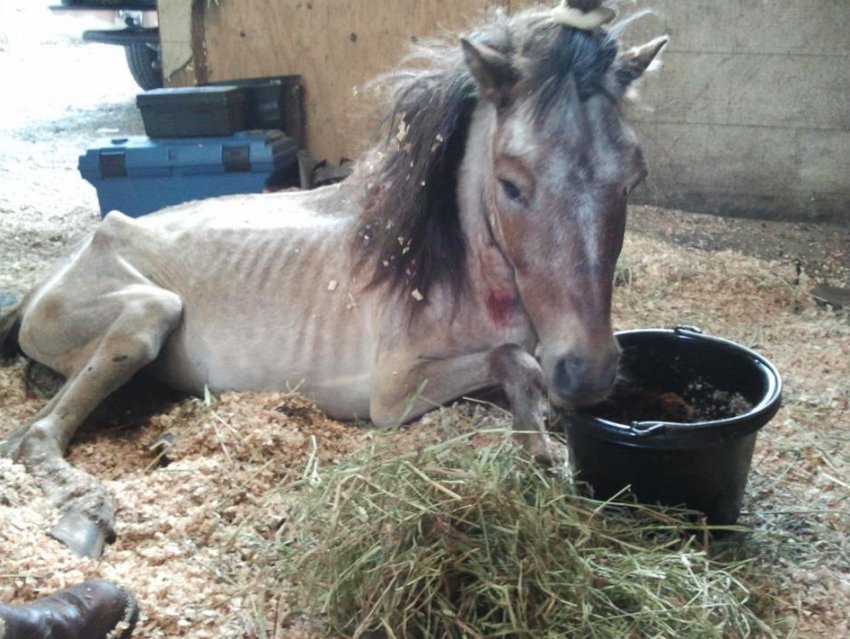 Пастерельоз у коня