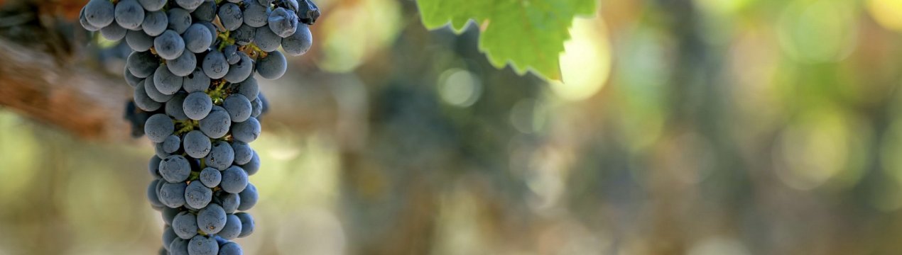 Як правильно і як часто поливати виноград?