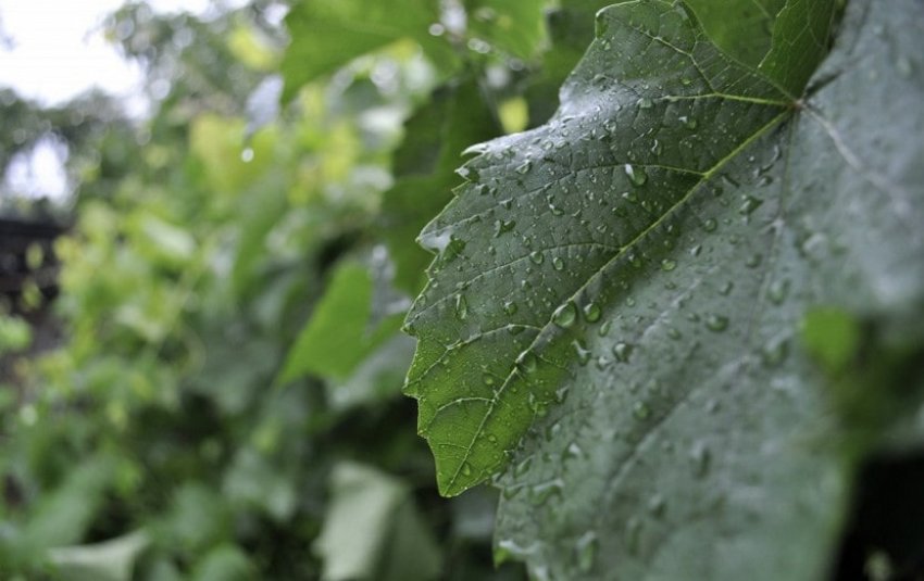 Полив винограду