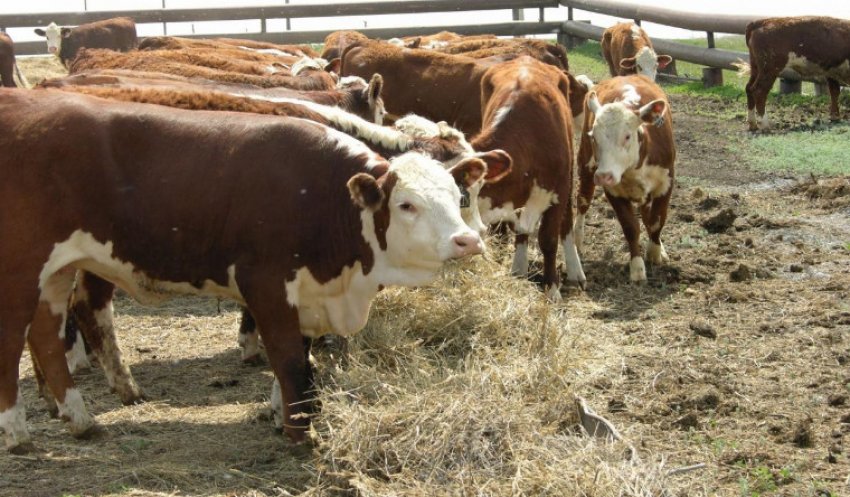 Короваест сено