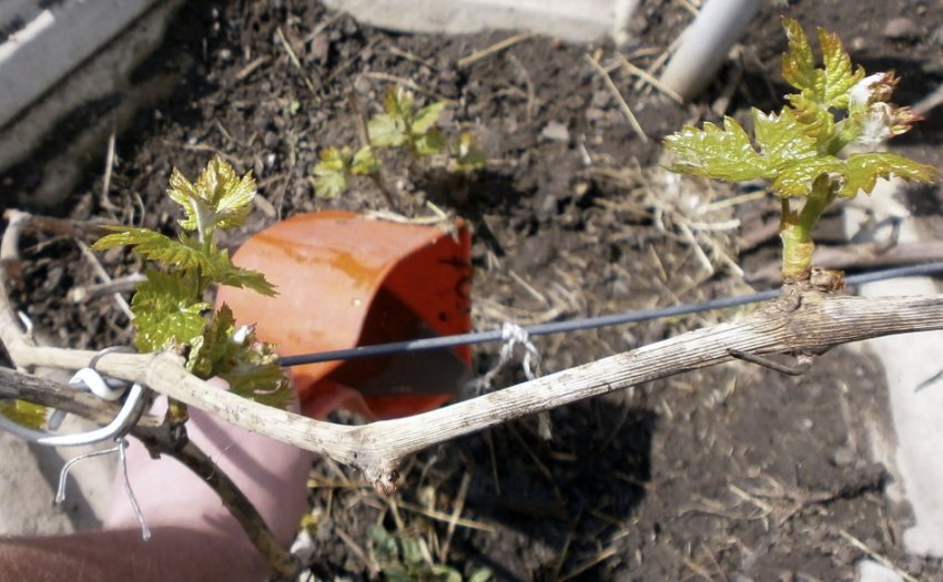 Підживлення винограду