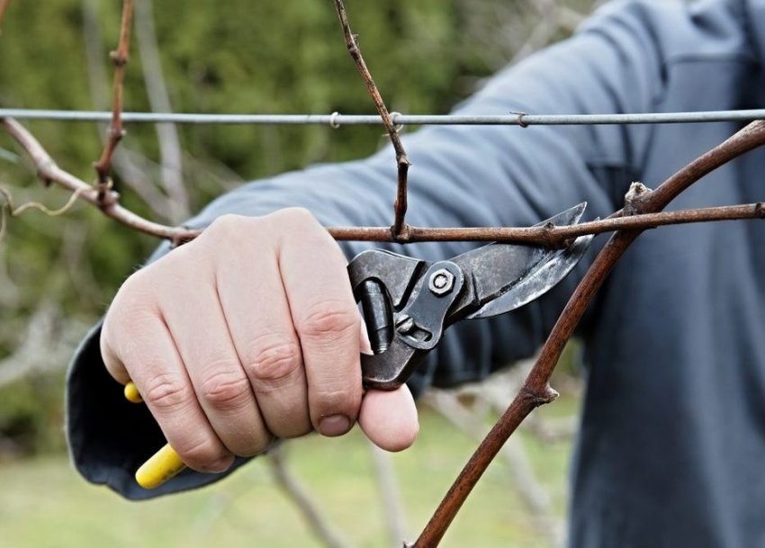 Обрізка винограду ланселот