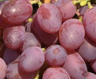 Сорт винограду «Вікторія»: опис та догляд за ним