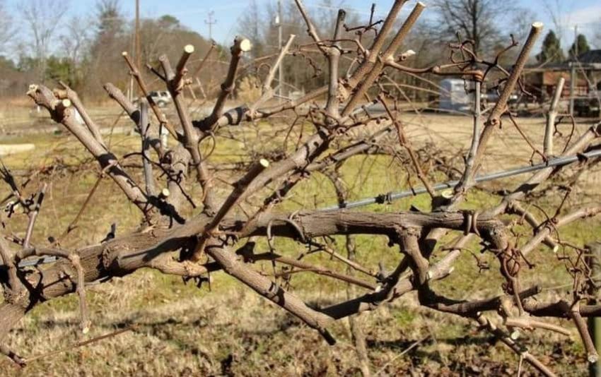 Обрізка винограду Обрізка винограду